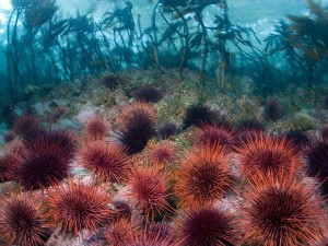 sea-urchins-kelp-forest_17928_600x450