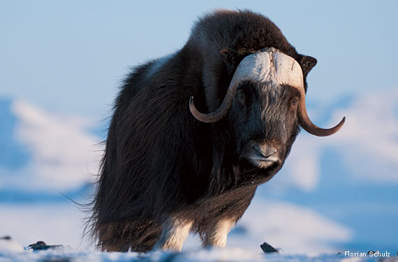 “The Arctic Ox (or Goat)” by Marianne Moore | E-Verse Radio